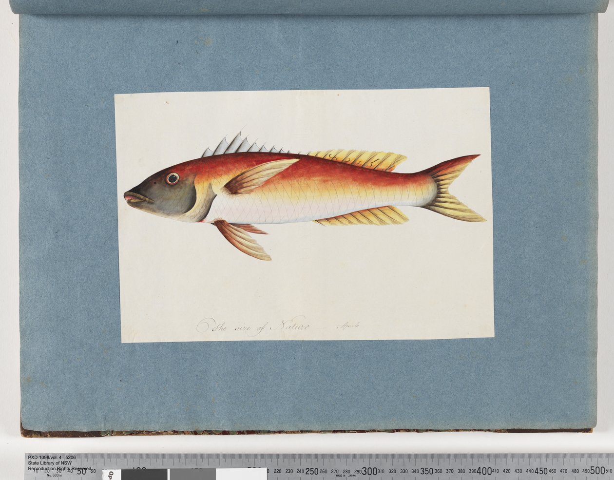 Sida 20. Oidentifierad fisk av Unknown artist