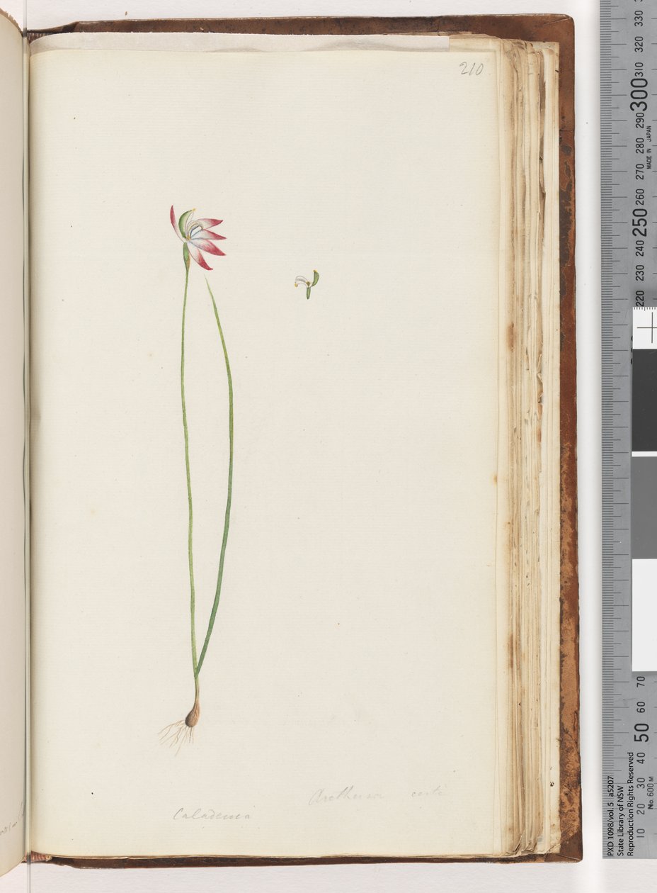 Arethusa verkligen? / Caladenia av Unknown artist