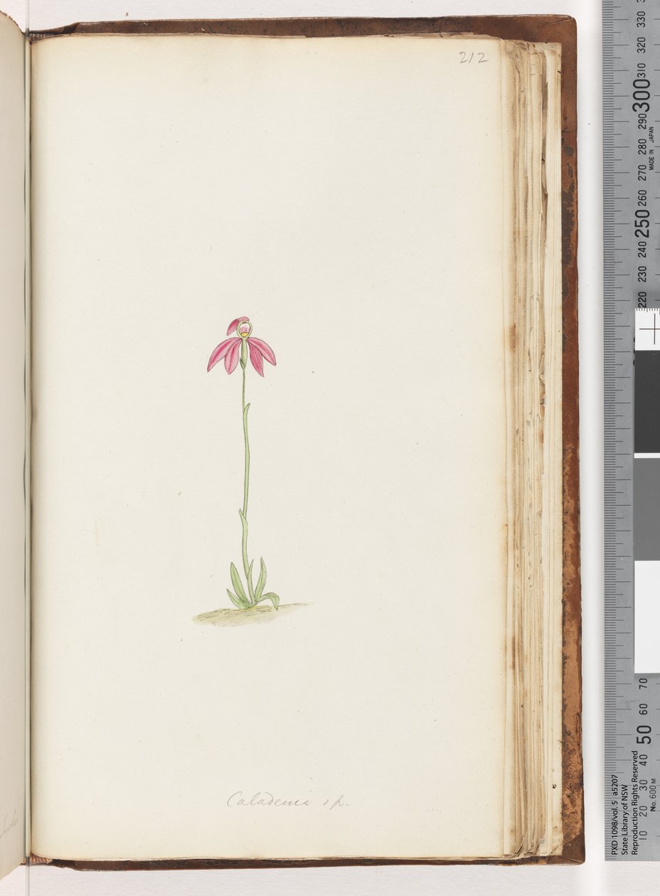 Sida 212. Caladenia sp av Unknown artist