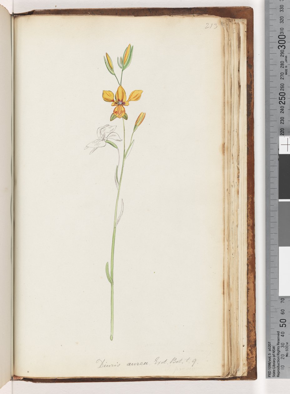 Sida 213. Diuris aurea. Exot. Bot. t. 9. Golden Donkey Orchid av Unknown artist
