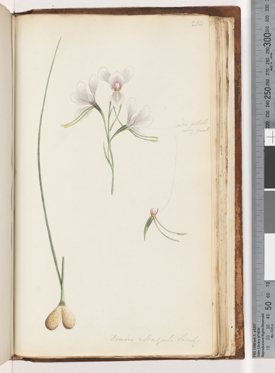 Sida 214. Diuris elongata Saracty? Lila åsneorkidé av Unknown