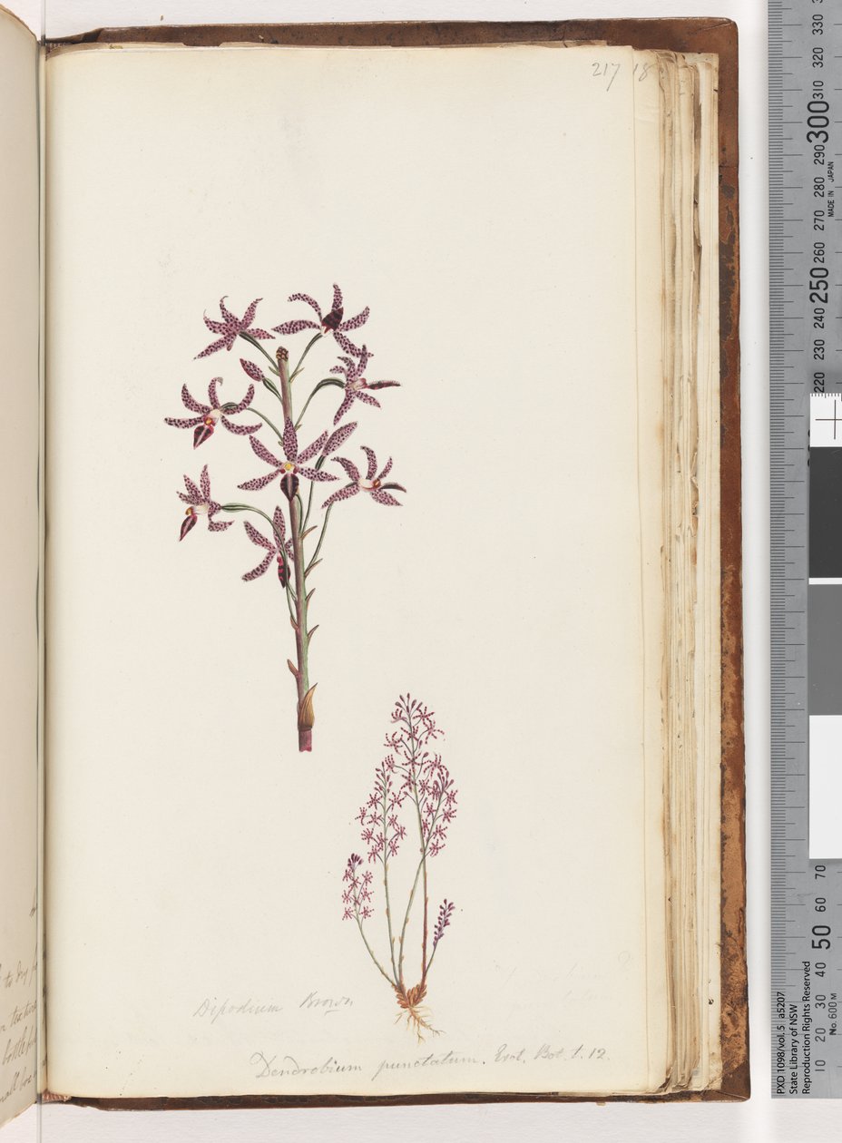 Sida 217. Dipodium Brown / Dendrobium punctatum. Exot. Bot. t. 12. Hyacint-orkidé av Unknown artist