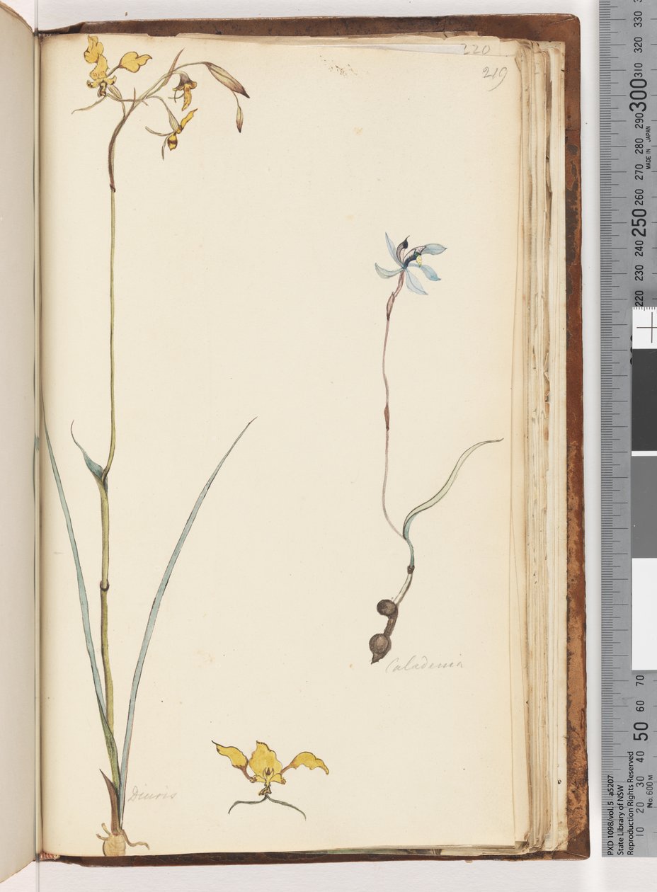 Sida 219. Caladenia / Diuris två växter av Unknown artist