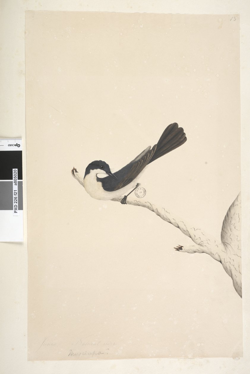 Sida 21. Musciopa. ovan titel i annan hand juni. Naturlig storlek Restless flugsnappare Myiagra inquieta Seisura inquieta, 1791-92 av Unknown artist