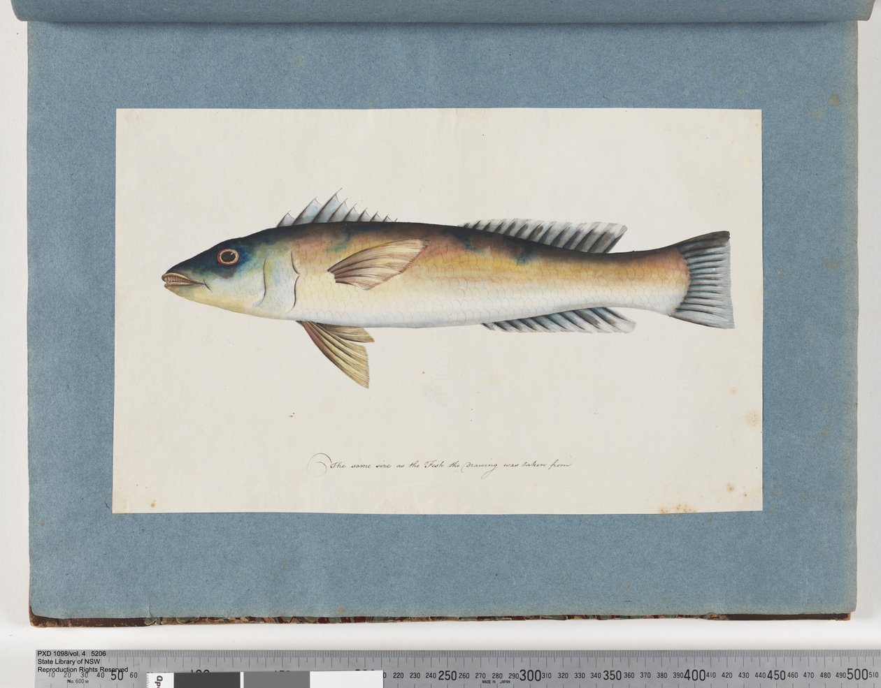 Sida 21. Oidentifierad fisk av Unknown artist