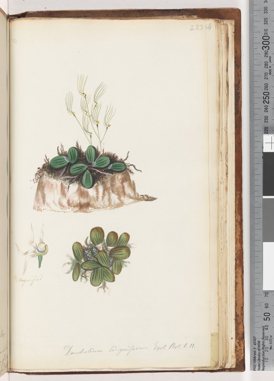 Sida 223. Dendrobium linguiforme Exot. Bot. t. 11 Tunga Orkidé av Unknown artist