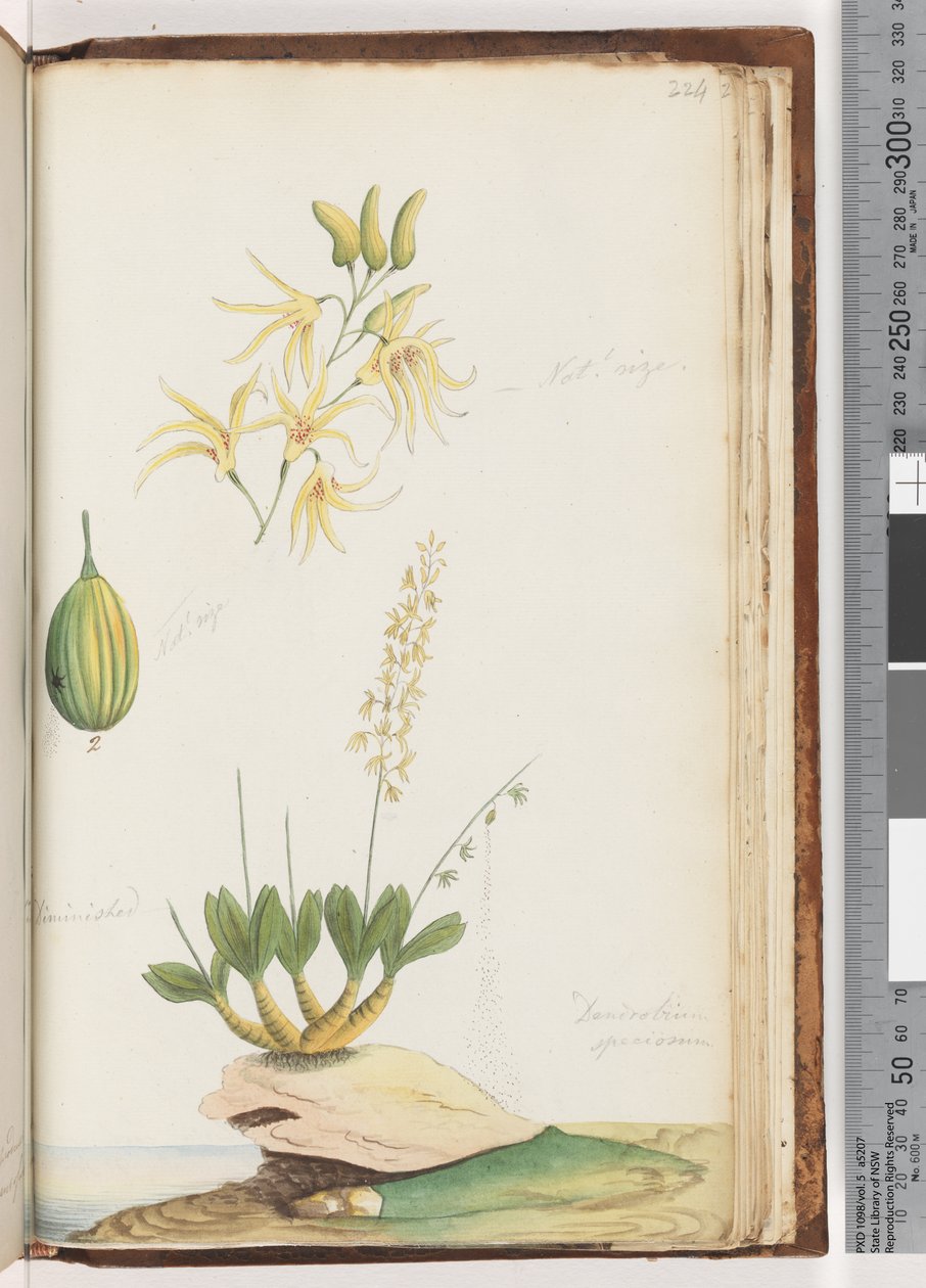 Sida 224. Dendrobium speciosum / Bergorkidé av Unknown artist