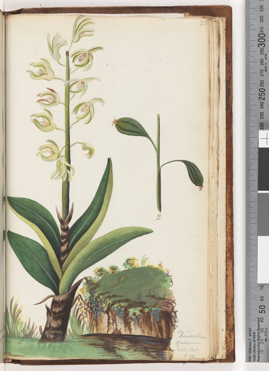 Sida 225. Dendrobium speciosum Exot. Bot. t. 10 av Unknown artist