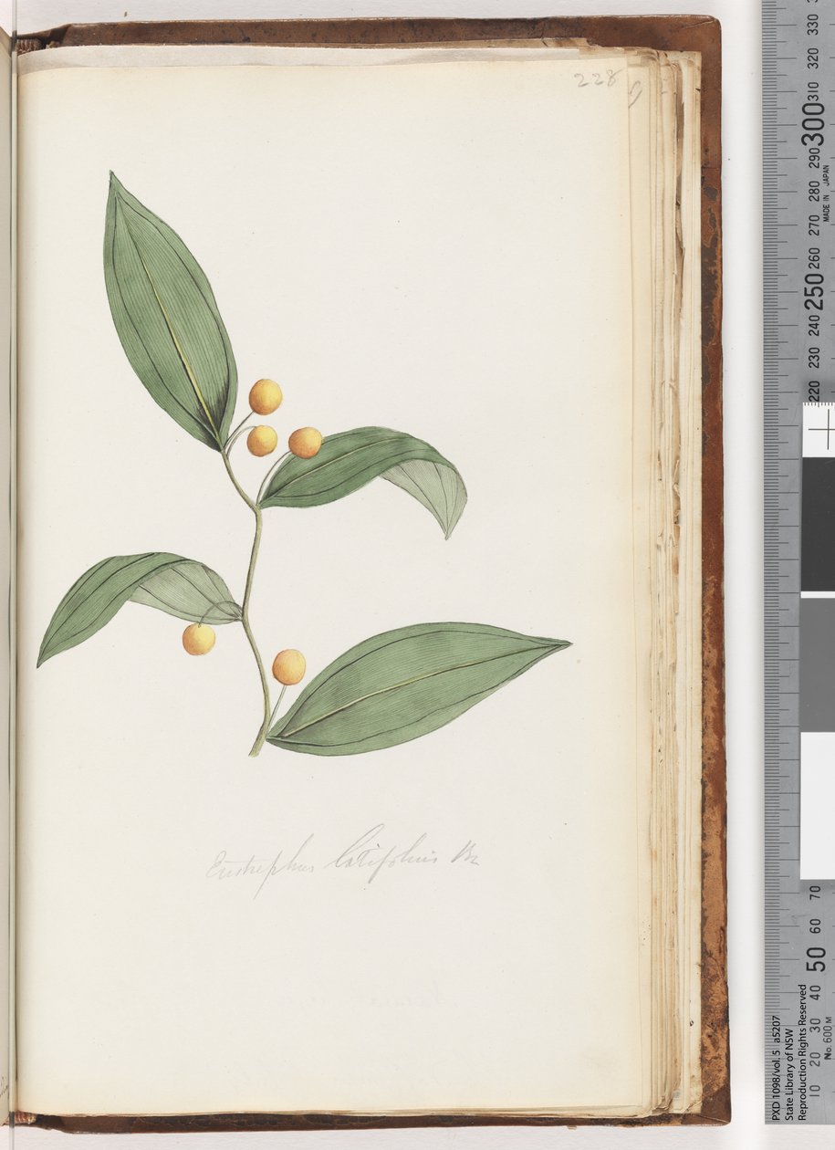 Sida 228. Eustrephus latifolius Br. Wombat Berry av Unknown artist