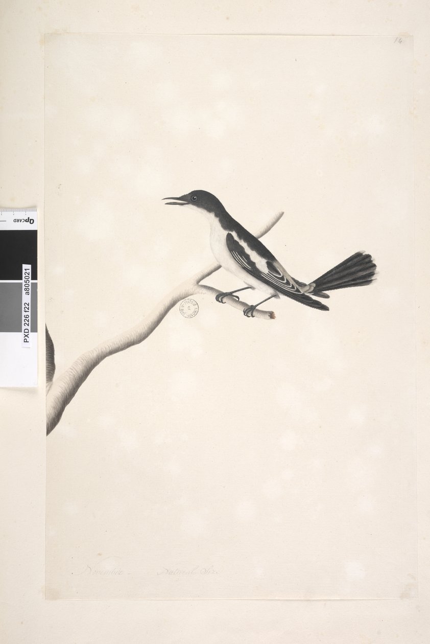 Sida 22. November, naturlig storlek Vit, Winged Triller Lalage sueurii, hane, 1791-92 av Unknown artist