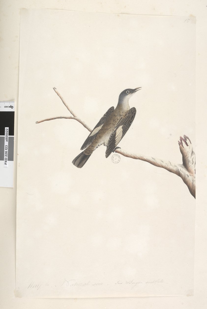 Sida 23. Maj, naturlig storlek, iris & tunga tveksam Brun trädkrypare Climacteris picumnus, 1791-92 av Unknown artist