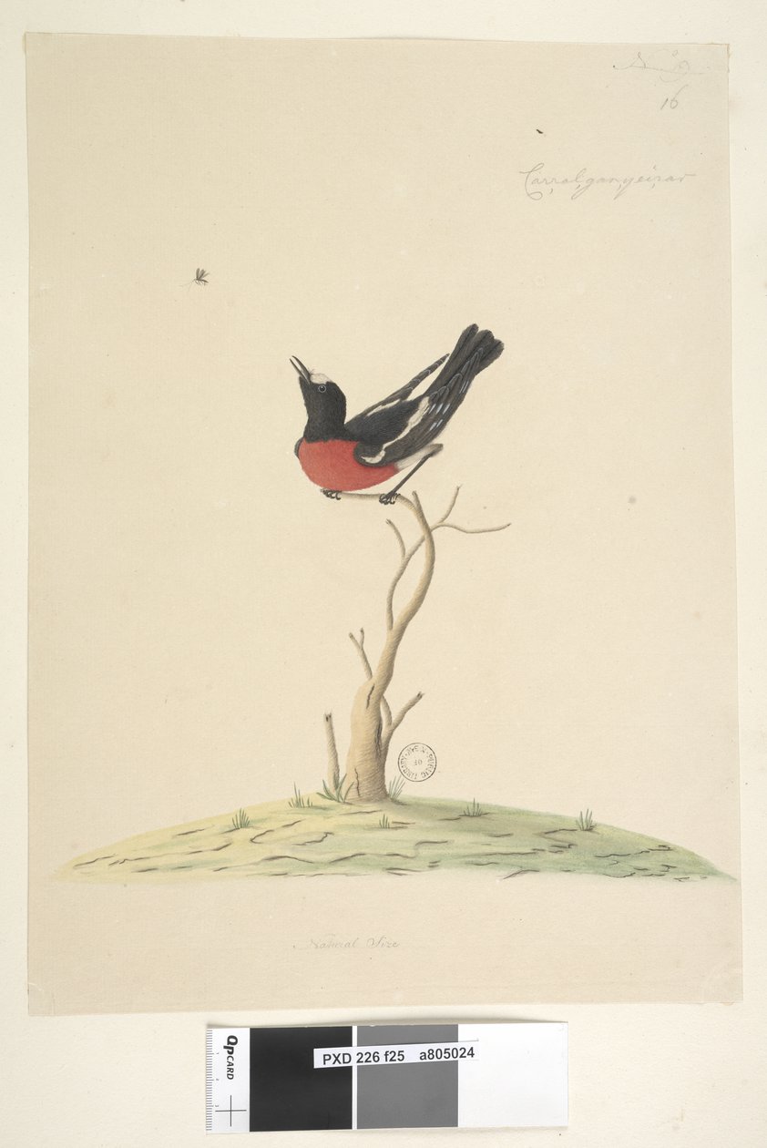 Sida 25. Bil,ral,gar,yei,sar, naturlig storlek Scarlet Robin, hane Petroica multicolor, N.S.W., 1791-92 av Unknown artist