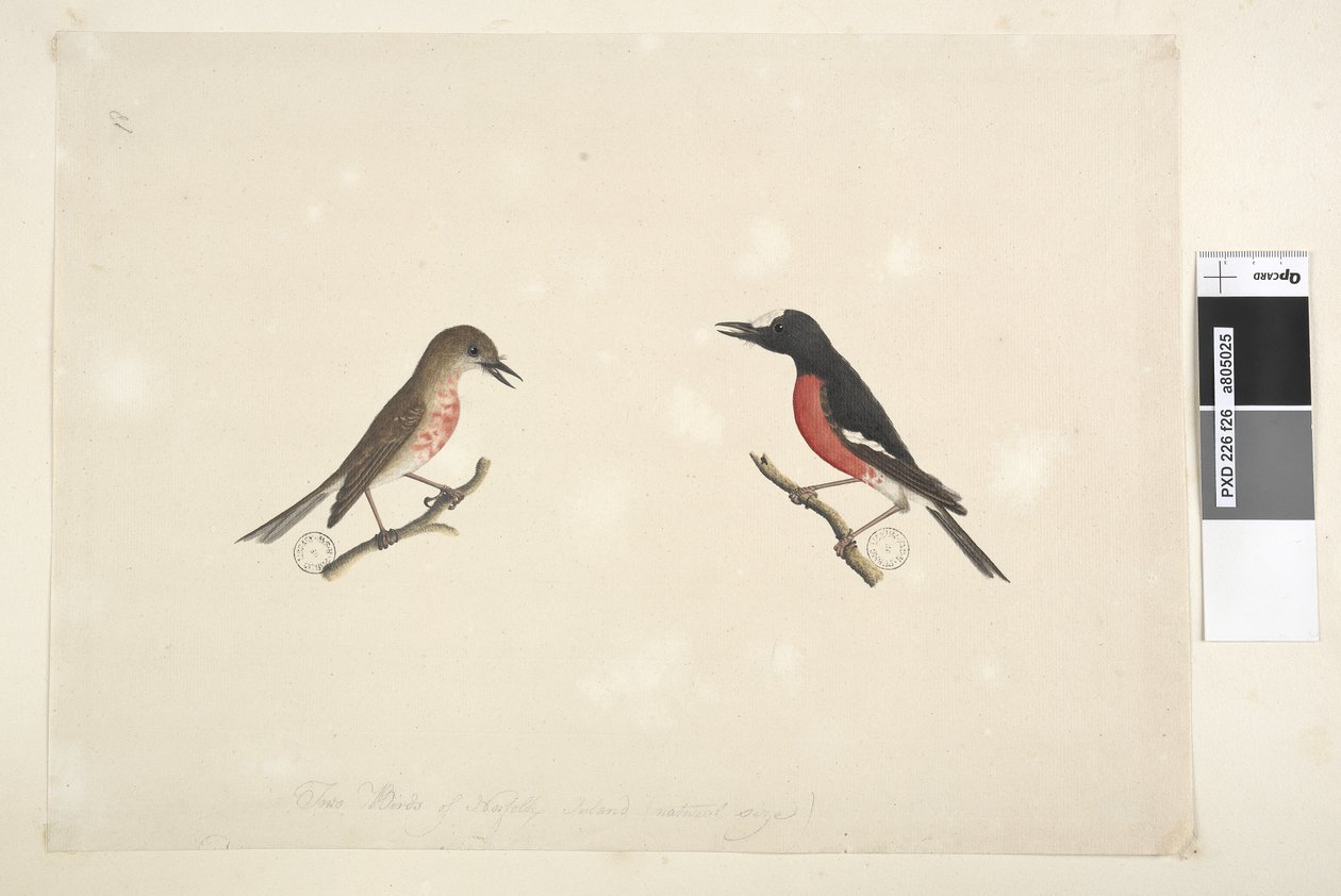 Sida 26. Två fåglar på Norfolkön av Unknown artist