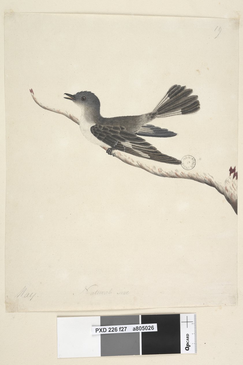 Sida 27. Maj. Hooded Robin i naturlig storlek, hona Melanodryas cucullata, 1791-92 av Unknown artist
