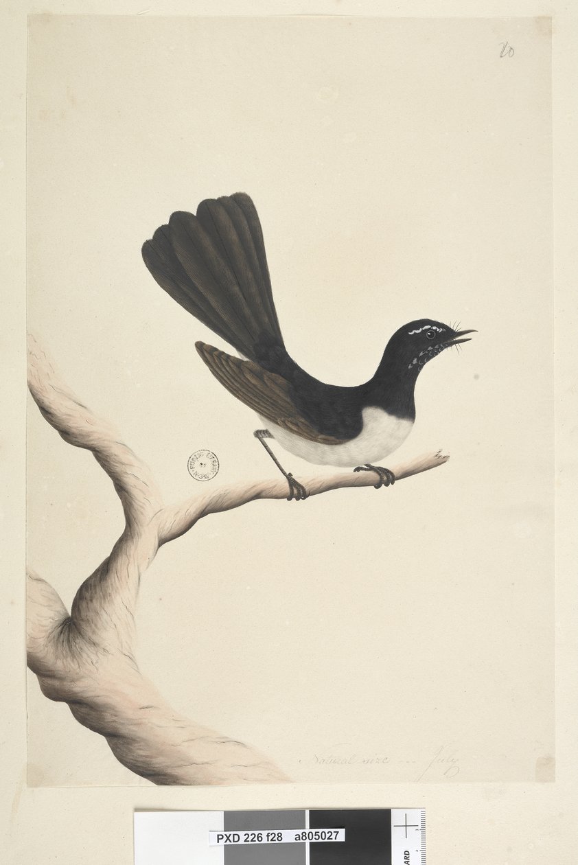 Sida 28. Naturlig storlek,  juli Willie Vicktail Rhipidura leucophrys, 1791-92 av Unknown artist