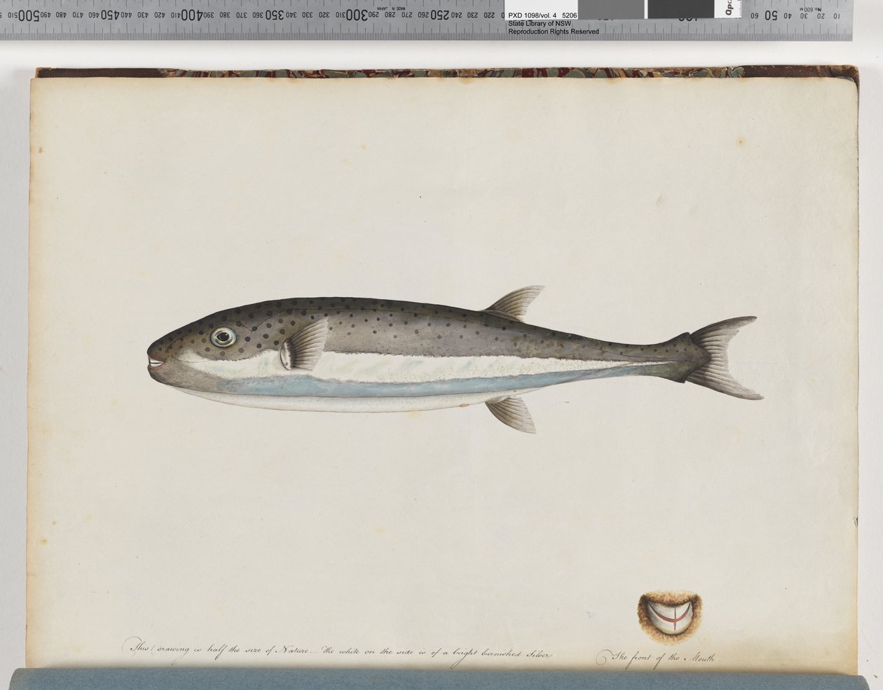 Sida 28. Oidentifierad fisk av Unknown artist