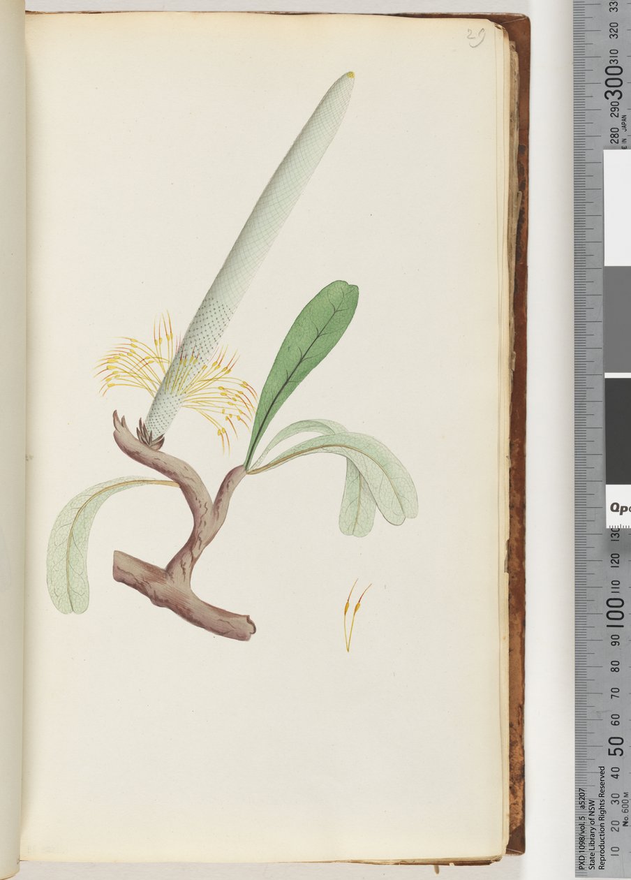Sida 29. Coast Banksia av Unknown artist