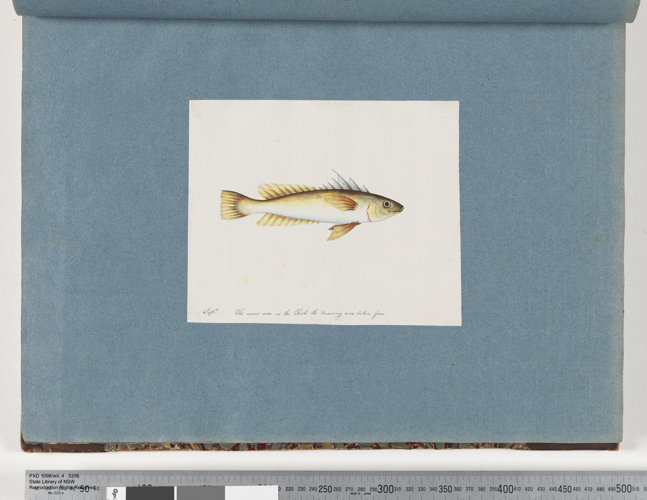 Sida 30. Oidentifierad fisk av Unknown artist
