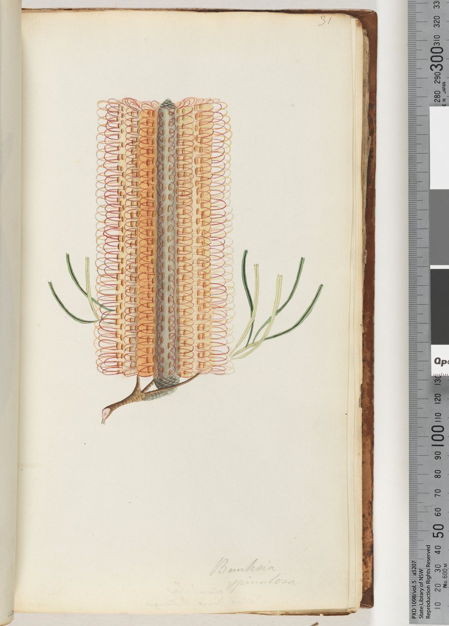 Sida 31. Banksia spinulosa / Hårnål Banksia av Unknown artist