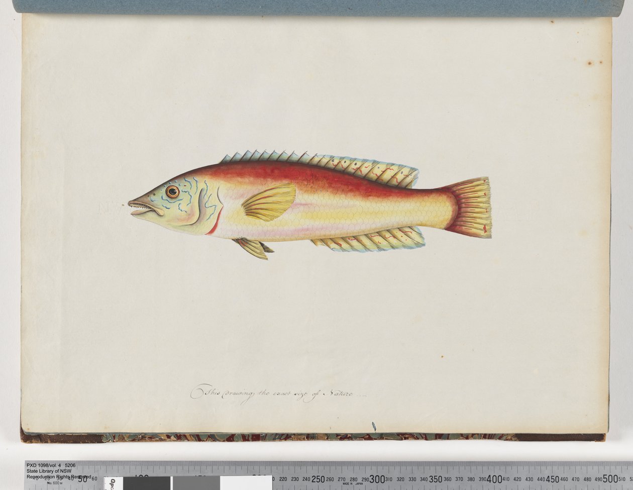 Sida 31. Oidentifierad fisk av Unknown artist