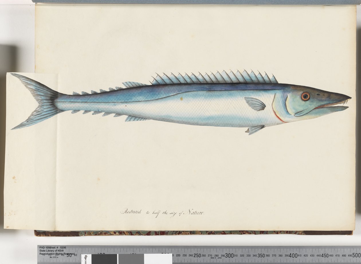 Sida 32. Barracouta av Unknown artist