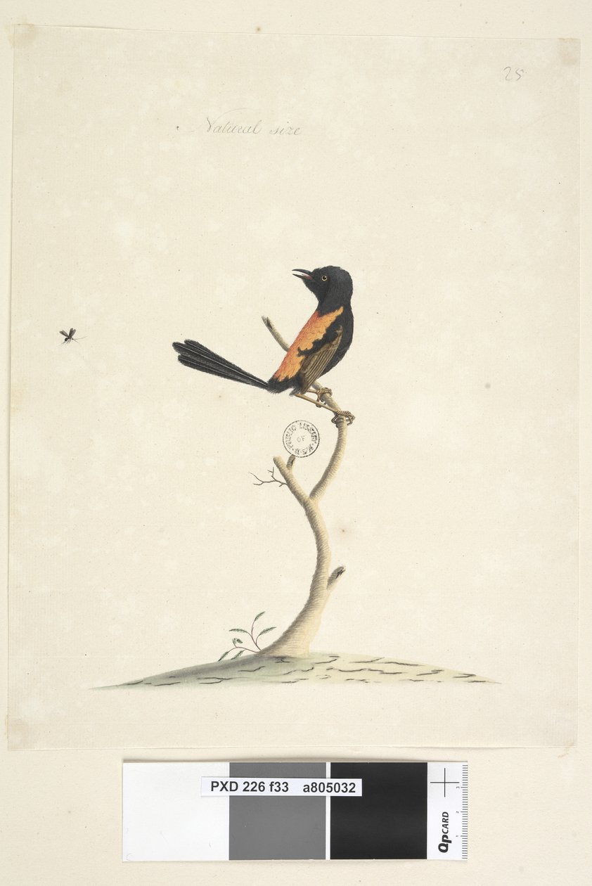 Sida 33. Naturlig storlek Röd, rygggärdsmyg Malurus melanocephalu, hane, 1791-92 av Unknown artist