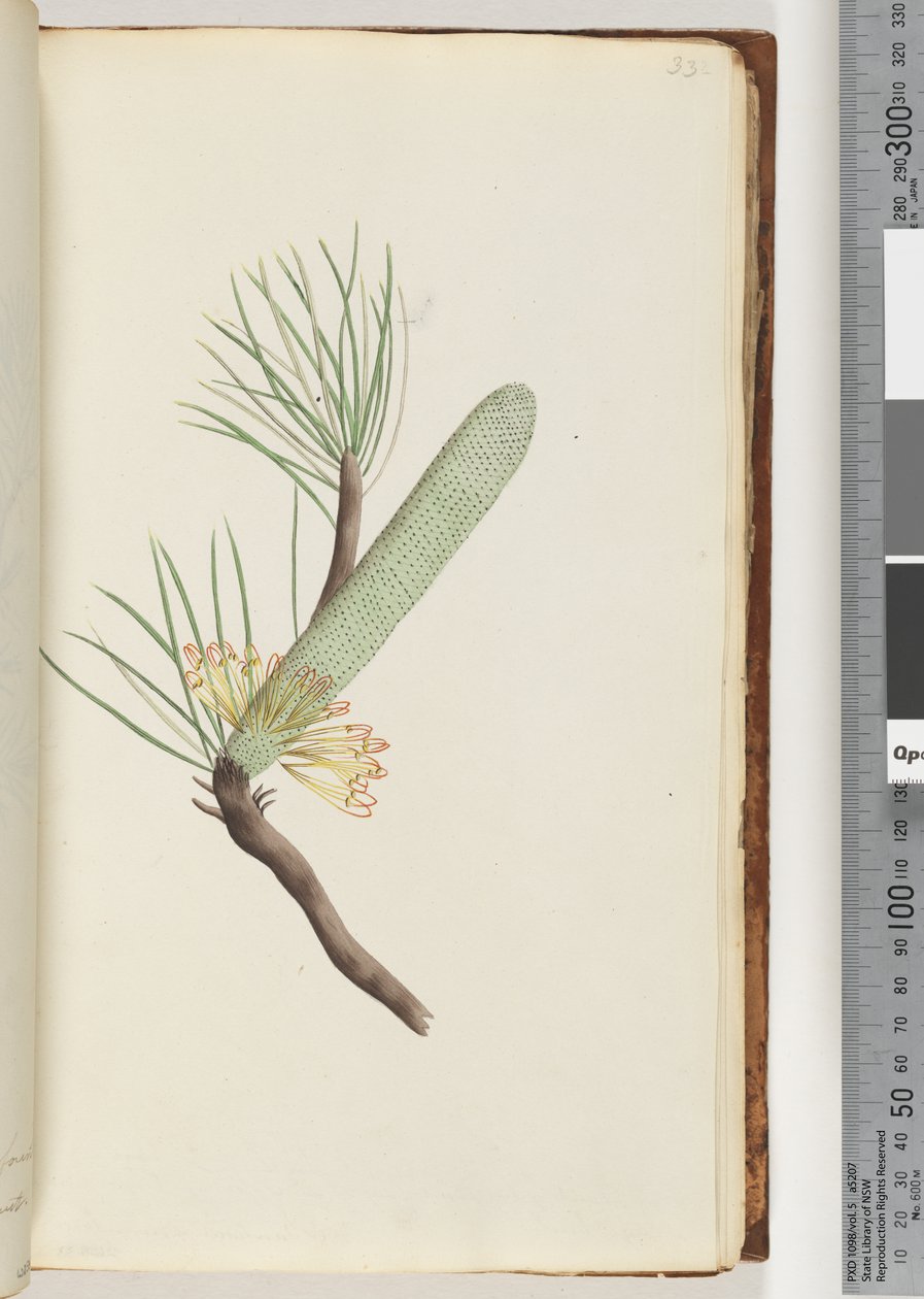 Sida 33. Växt, Banksia spinulosa av Unknown artist