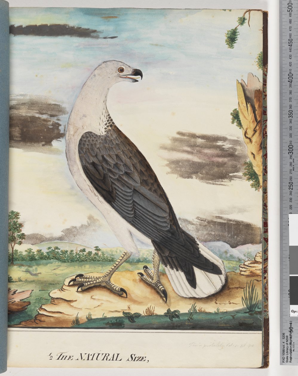 Sida 34. Vitbrystad havsörn allierad med axillärfalken av Unknown artist