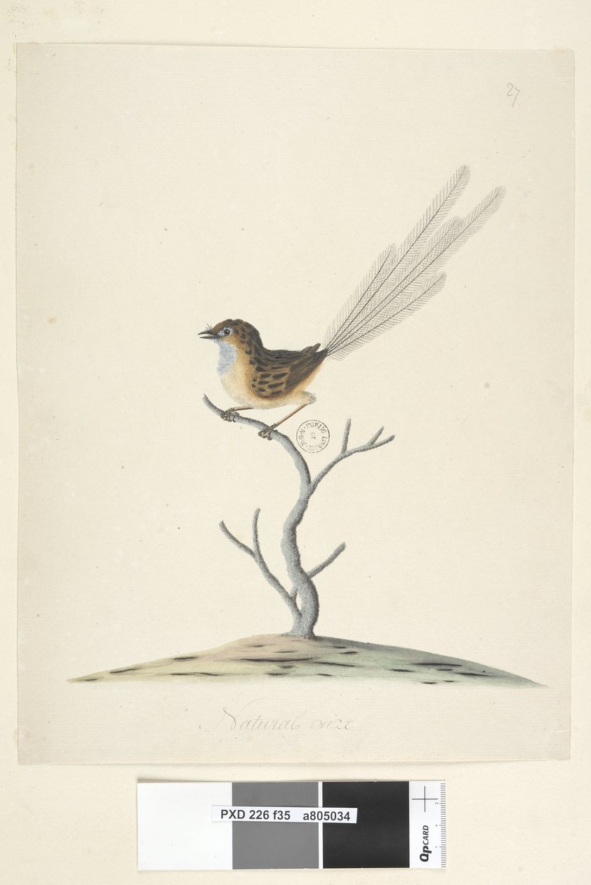 Sida 35. Naturlig storlek Emu, Wren, Stipiturus malachurus hane, 1791-92 av Unknown artist