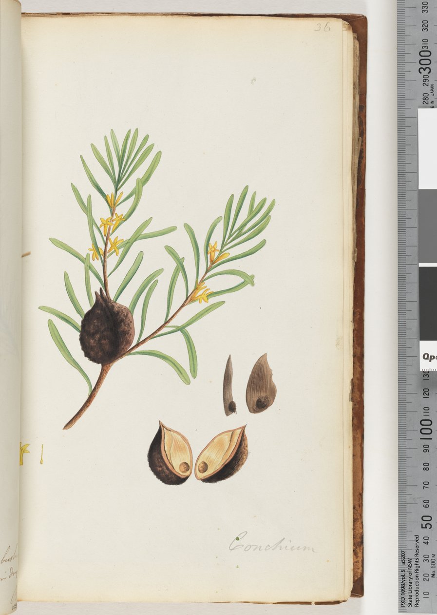 Sida 36. Conchium av Unknown artist