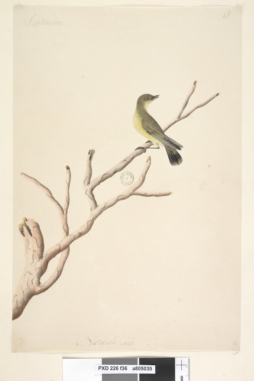 Sida 36. September. Naturlig storlek Gul törnbill Acanthiza nana, 1791-92 av Unknown artist