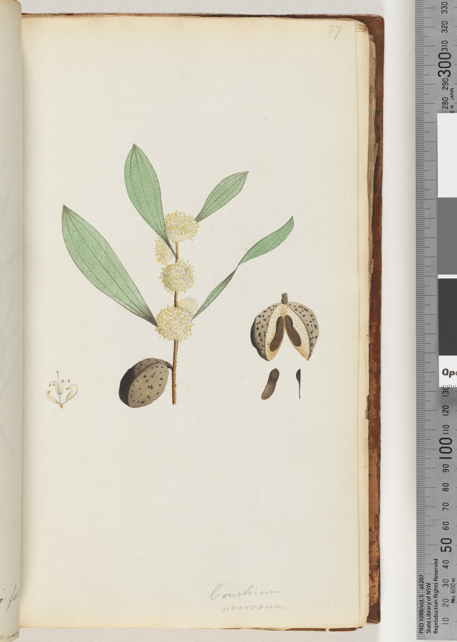 Sida 37. Conchium nervosum (akvarell) av Unknown artist
