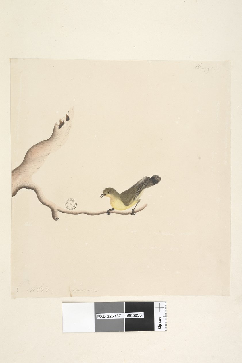 Sida 37. Oktober. Naturlig storlek Gul törnbill Acanthiza nana, 1791-92 av Unknown artist