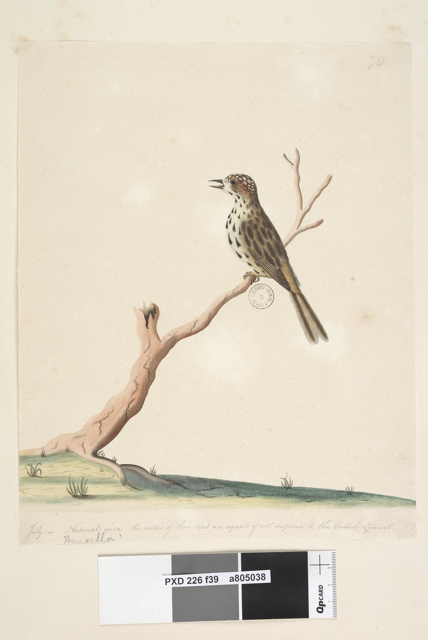 Sida 39. Fringilla. längs nedre kant i olika hand juli, naturlig storlek. Tonerna hos denna fågel är lika om inte överlägsna den engelska linnet spräcklig sångare Chthonicola sagittata, 1791-92 av Unknown artist