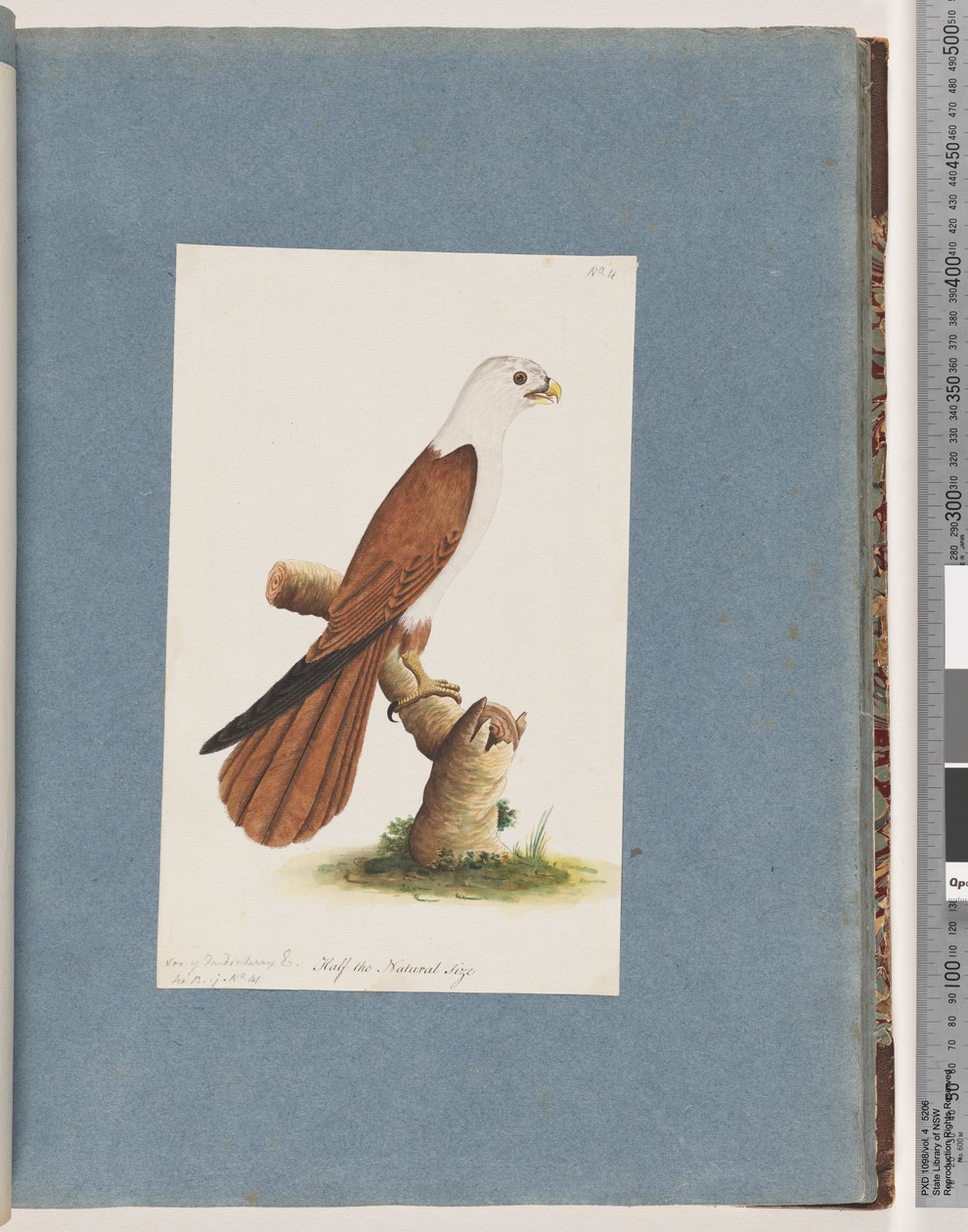Sida 39. Rödryggig havsörn. Variation av Pondicherry Eagle av Unknown artist