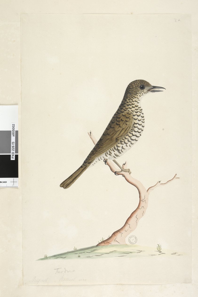 Sida 3. Turdus. nedan titel i annan hand August naturlig storlek. Marktrast Zoothera lunulata, 1791-92 av Unknown artist
