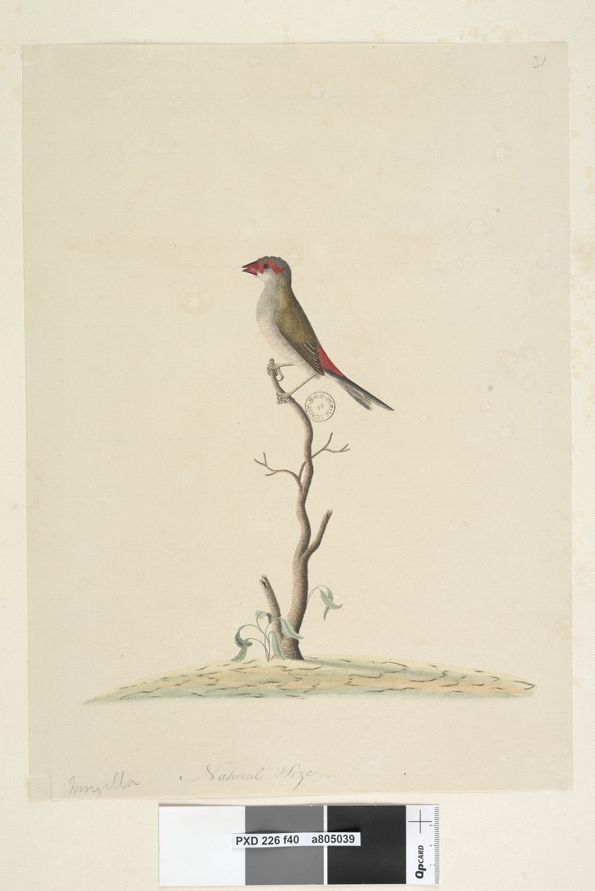 Sida 40. Kundtjänst. Naturlig storlek Röd, pannfink Neochmia brevis Aegintha brevis, 1791-92 av Unknown artist