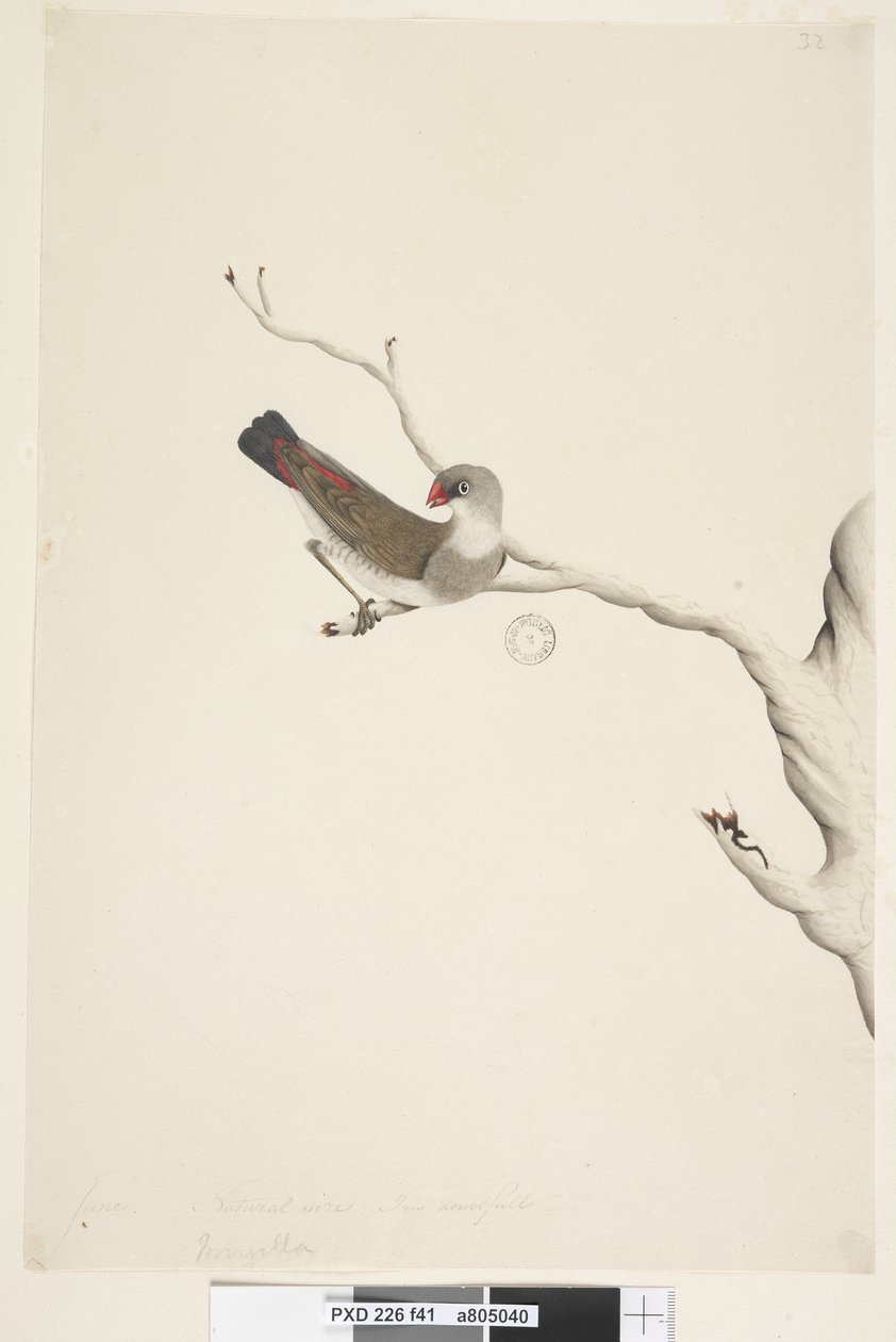 Sida 41. Frans. ovan titel i annan hand juni. Naturlig storlek. Iris tvivlande Diamond Firetail Stagonopleura guttata, omogen, 1791-92 av Unknown artist