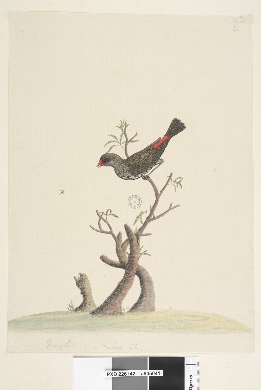 Sida 42. Frans. i nedre mitten i annan hand Naturlig storlek Diamond Firetail Stagonopleura guttata, 1791-92 av Unknown artist