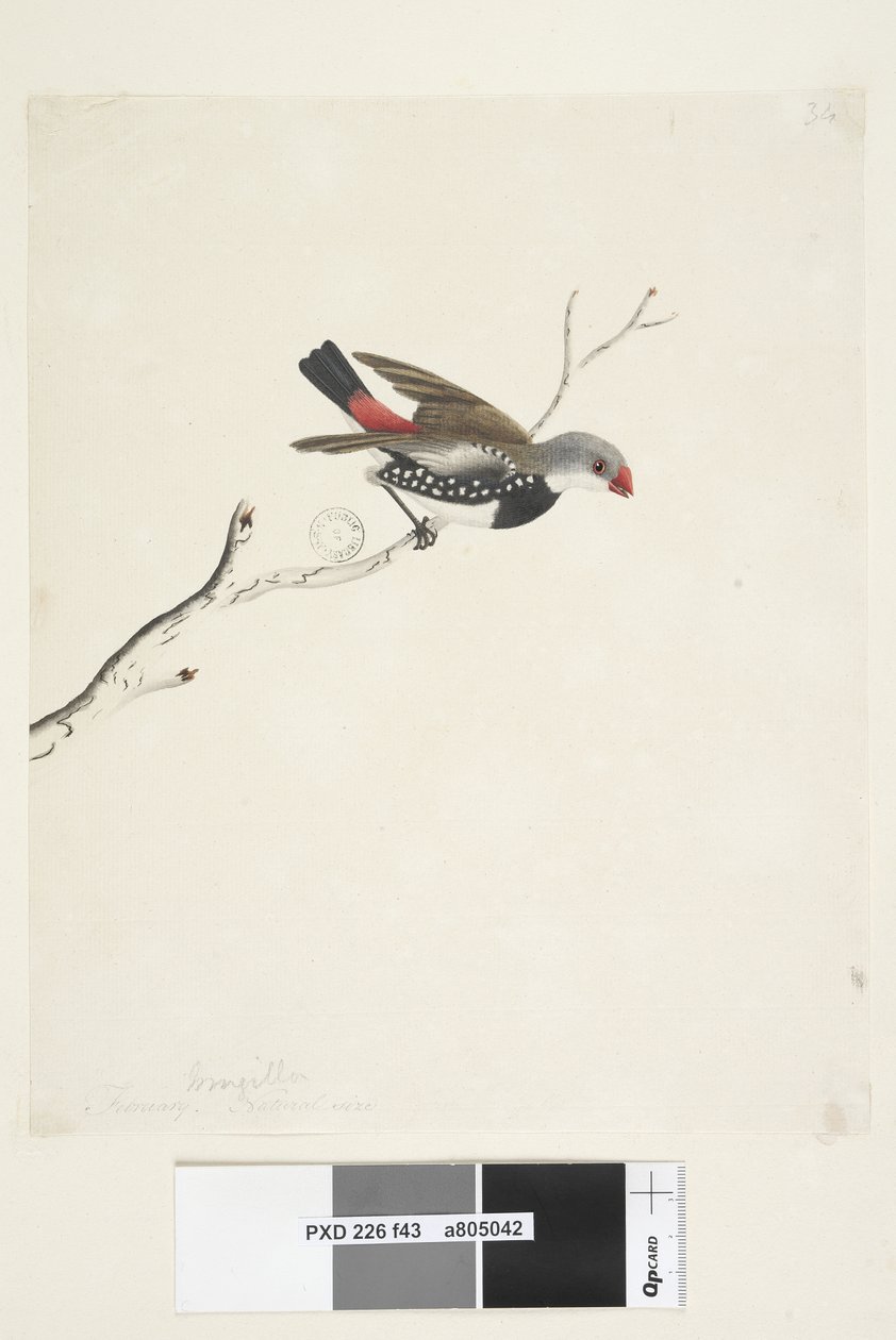 Sida 43. Frans. nedan titel i annan hand februari. Naturlig storlek Diamond Firetail Stagonopleura guttata, 1791-92 av Unknown artist