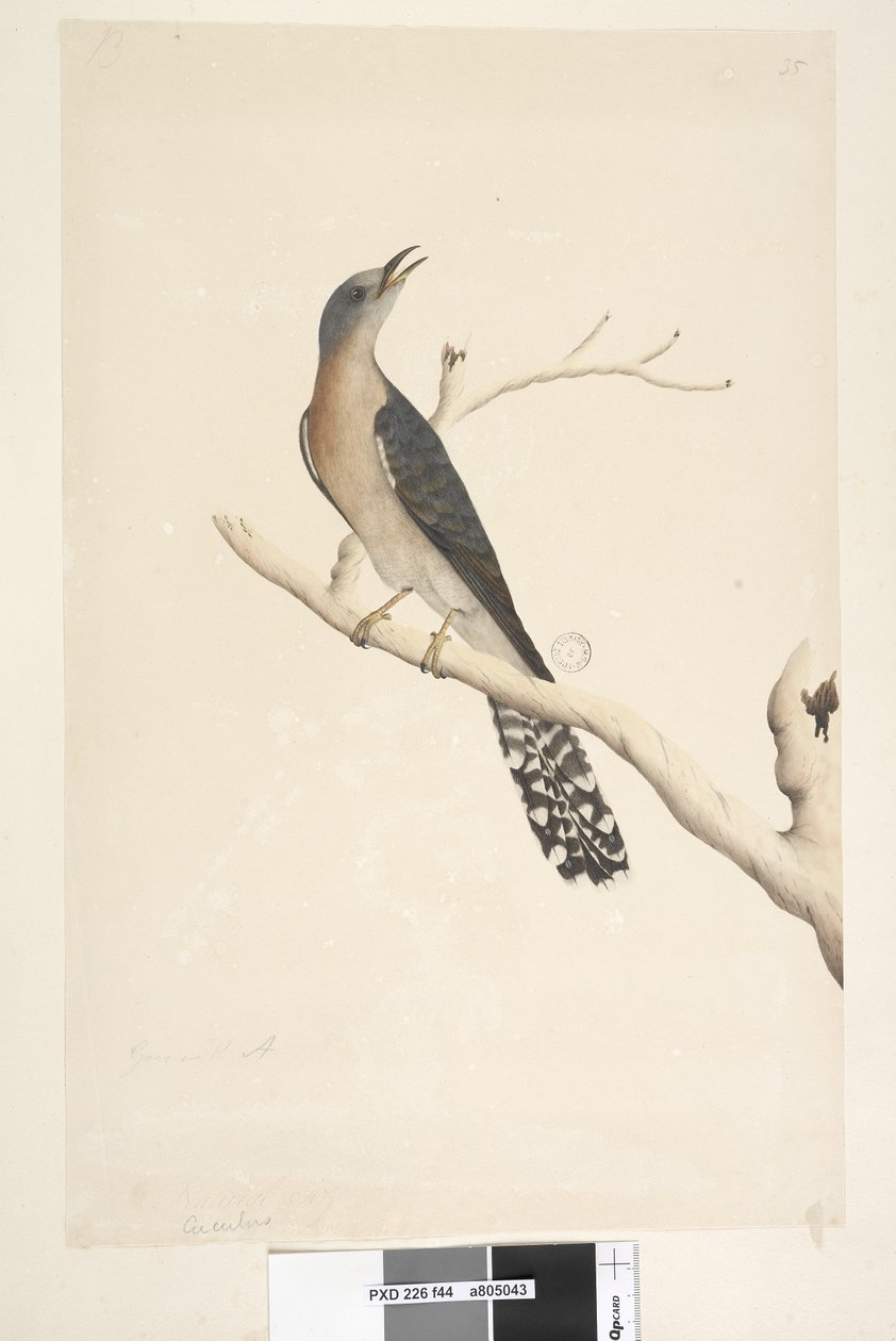 Sida 44. Cuculus. ovan titel, i annan hand Naturlig storlek. i övre vänstra hörnet i tredje hand B och i nedre vänstra Går med A dvs. f.45 Fan, Tailed Cuckoo Cacomantis pyrrhophanus, hane, 1791-92 av Unknown artist