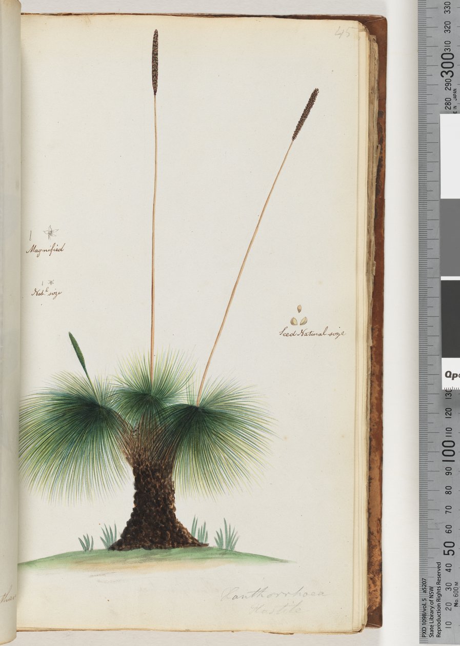 Sida 45. Xanthorrhoea Hastile Grass tree Förstorat. Nat.l storlek. Frö naturlig storlek av Unknown artist