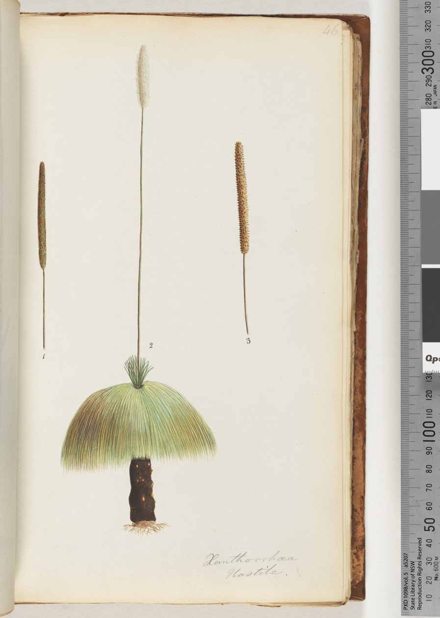 Sida 46. Xanthorrhoea Hastile Grass-träd av Unknown artist