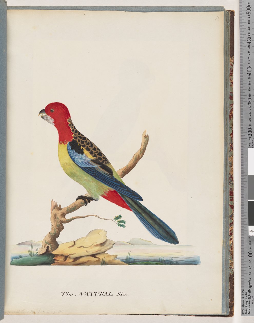 Sida 47. Östra Rosella. Inte samma papegoja av Unknown artist
