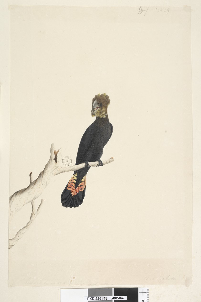Sida 48. Svart kakadua. nere till vänster i annan hand Minskad skala till 1/3 av naturlig storlek. Blank svart kakadua Calyptorhynchus lathami, hona, 1791-92 av Unknown artist