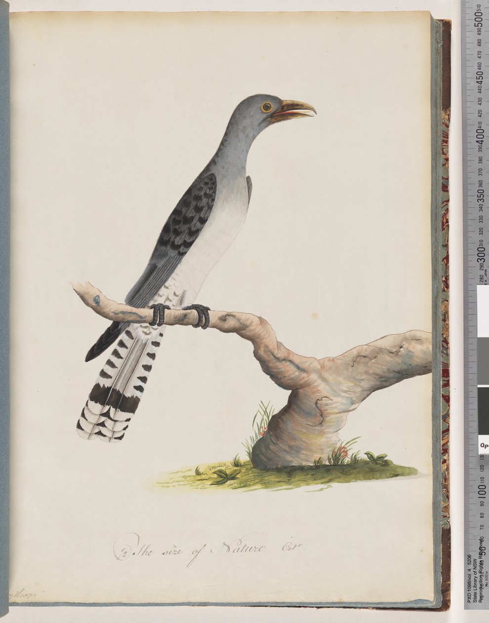 Sida 49. Oidentifierad fågel. Skytroper av Unknown artist