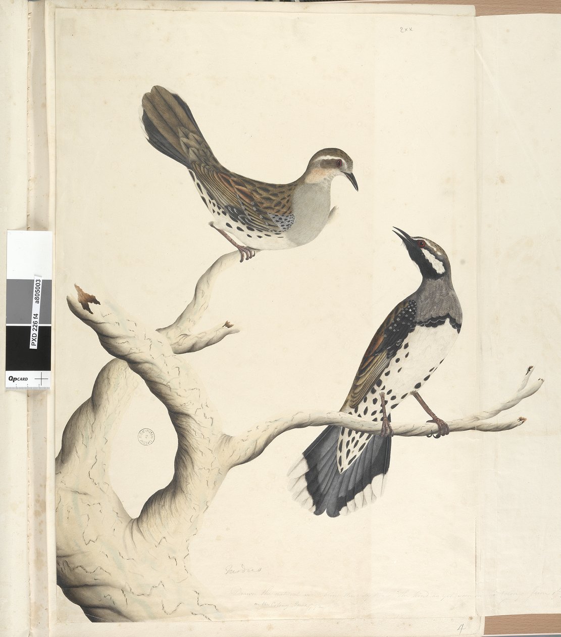 Sida 4. Turdus. i en annan hand Tecknad den naturliga storleken är de enda två av det slag som hittills setts på kolonin, juni 1792 Fläckig vakteltrast Cinclosoma punctatum, 1791-92 av Unknown artist
