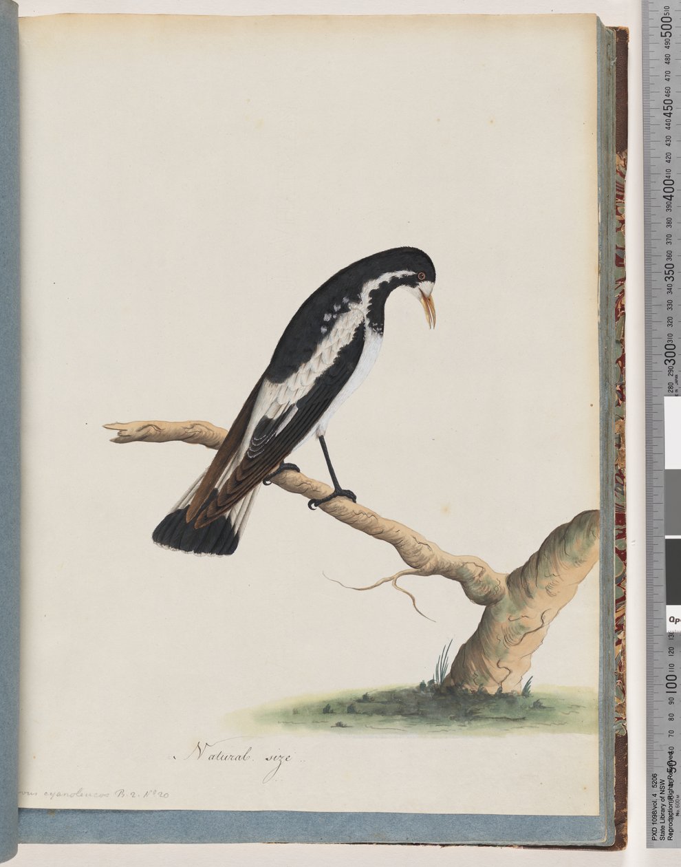 Sida 50. Skatlärka. Corvus cyanoleucos av Unknown artist