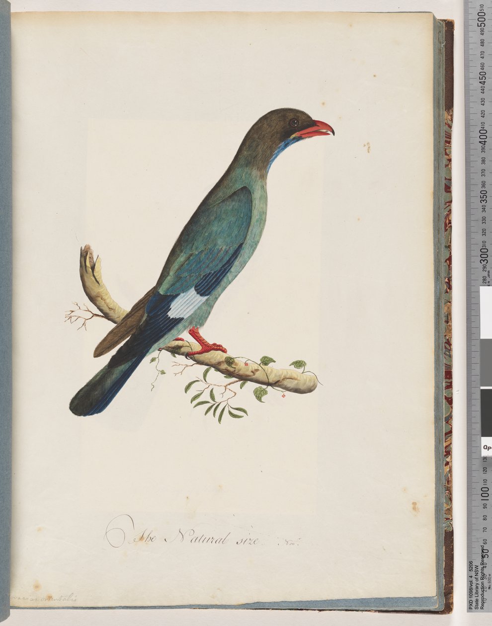 Sida 51 Dollarbird. Coracius orientalis av Unknown artist