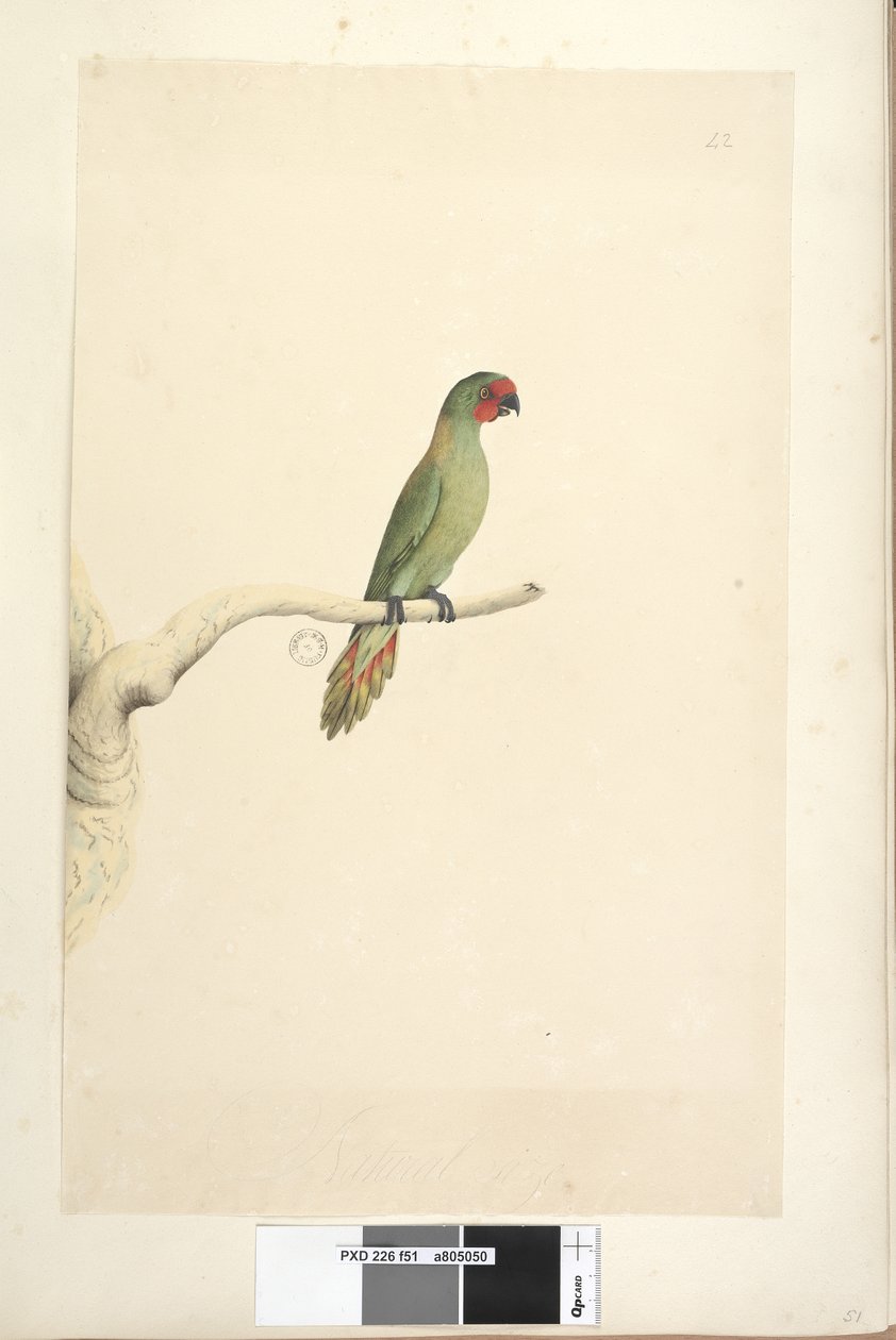 Sida 51. Naturlig storlek Little Lorikeet Glossopsitta pusilla, 1791-92 av Unknown artist